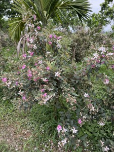 Cây Giống Sim Nếp